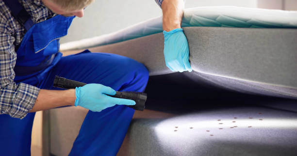 Wasp Removal Services in Fremont, CA