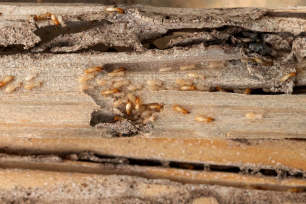 Best Affordable Exterminators  in Fremont, CA