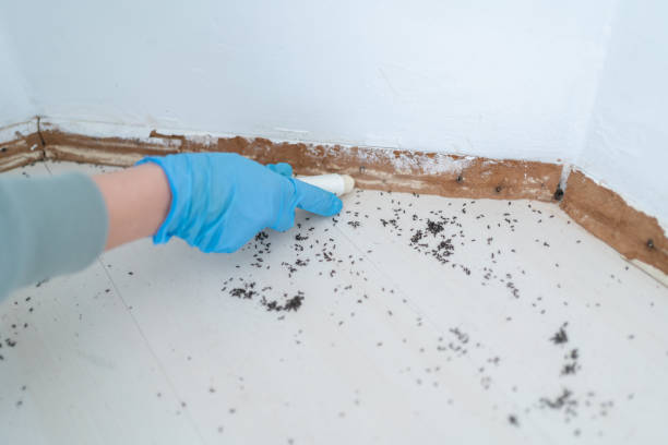 Best Mosquito Control Services  in Fremont, CA